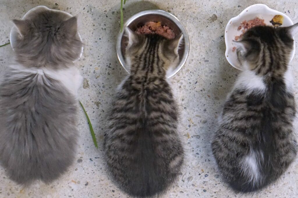 Kittens eten uit bak