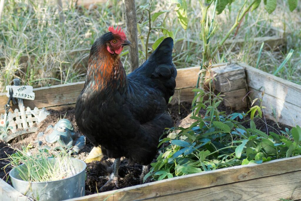 Immuniseren Afgekeurd Rand Marans: kippen die 'chocolade' eieren leggen | zooplus magazine
