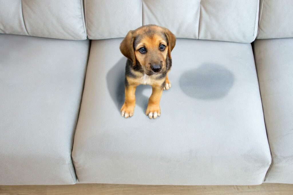 Puppy urinevlek bank Hondenurine verwijderen bank