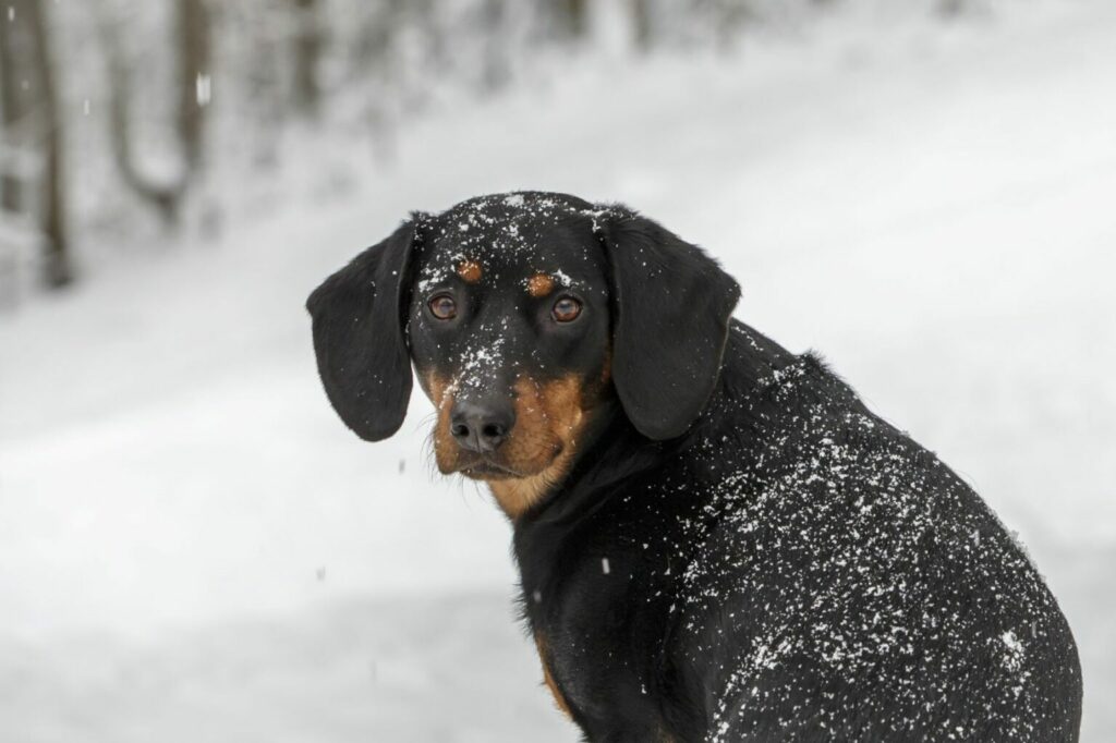 Tiroler Bracke sneeuw