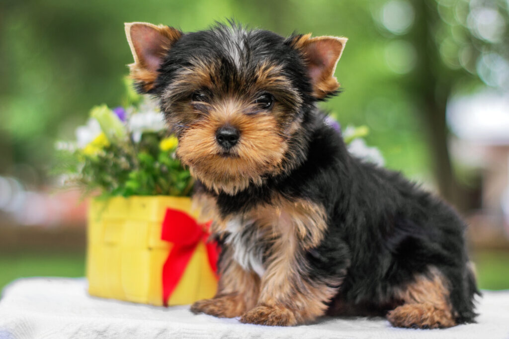 Yorkshire Terriër puppy