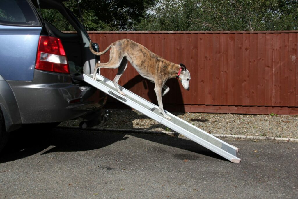 Een loopplank voor een hond met artritis Hond artritis loopplank