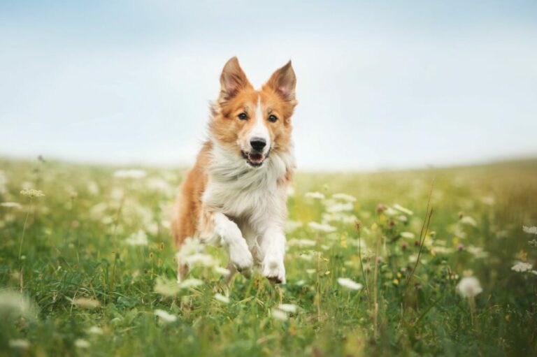 Bordercollie gras