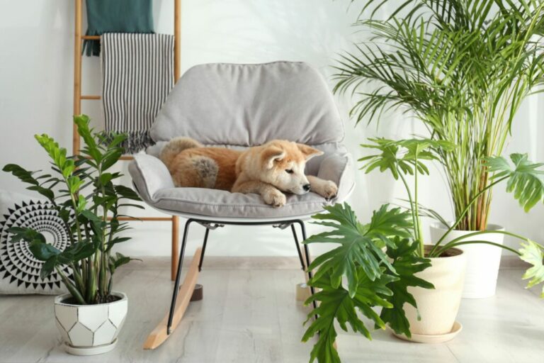 Giftige planten hond