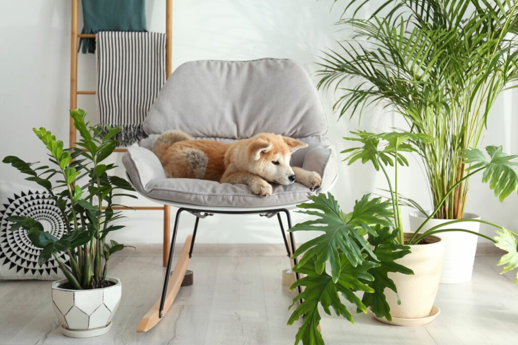 Giftige Planten Voor Honden Symptomen Behandeling Zooplus Magazine