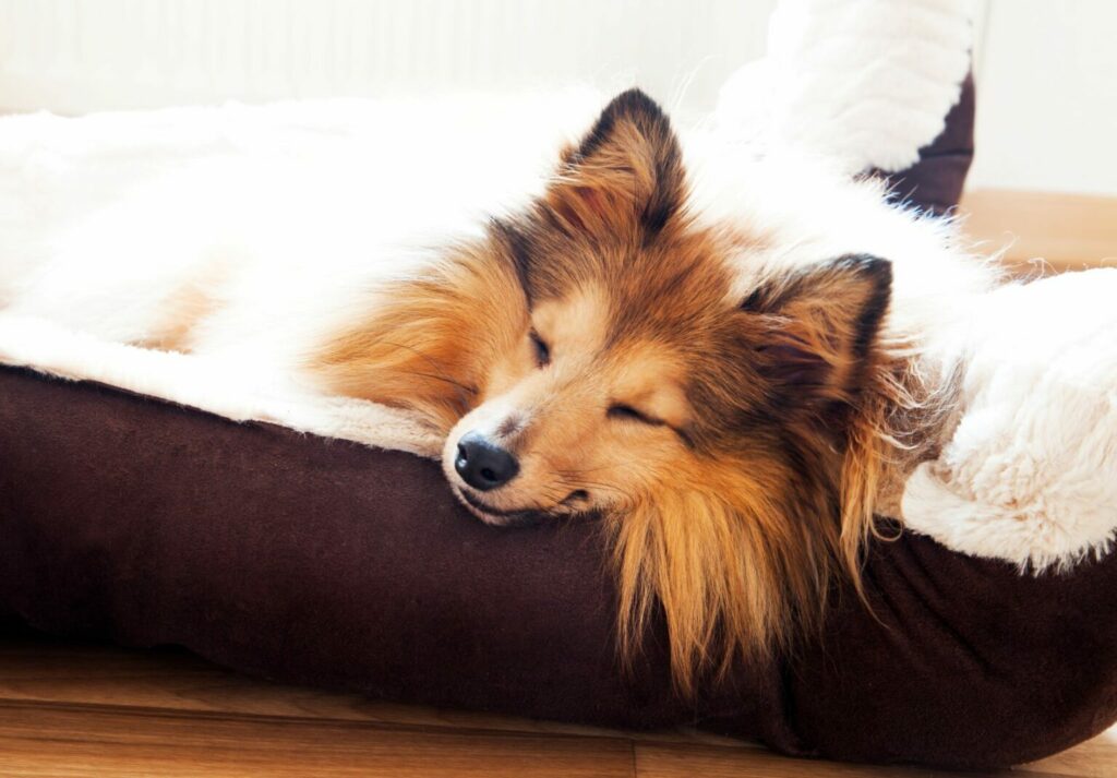 Hond ligt in een hondenmand Hond in hondenmand