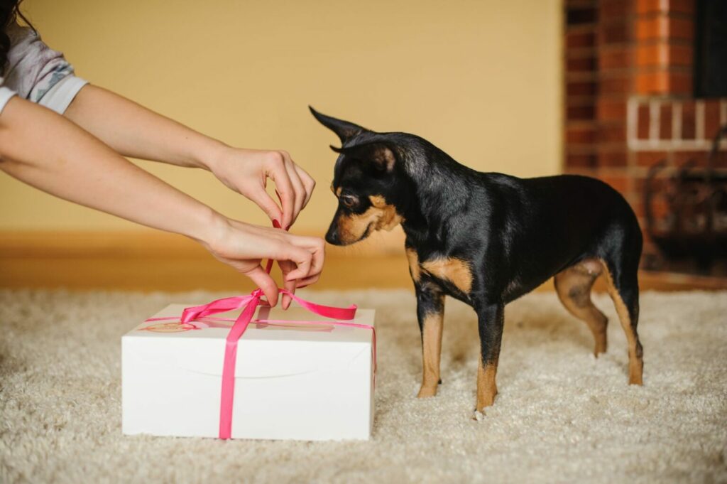 Hond wacht op zijn Valentijnscadeau Hond Valentijnscadeau