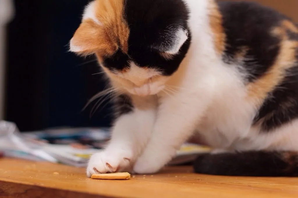 Kattenkoekjes