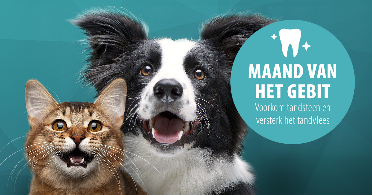 Tanden wisselen bij honden informatie en tips zooplus magazine
