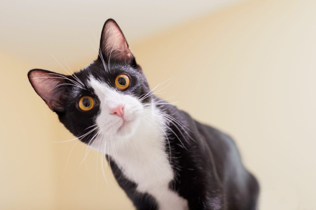 werkwoord Bezighouden verliezen Tuxedo-katten: strak in het pak | zooplus magazine