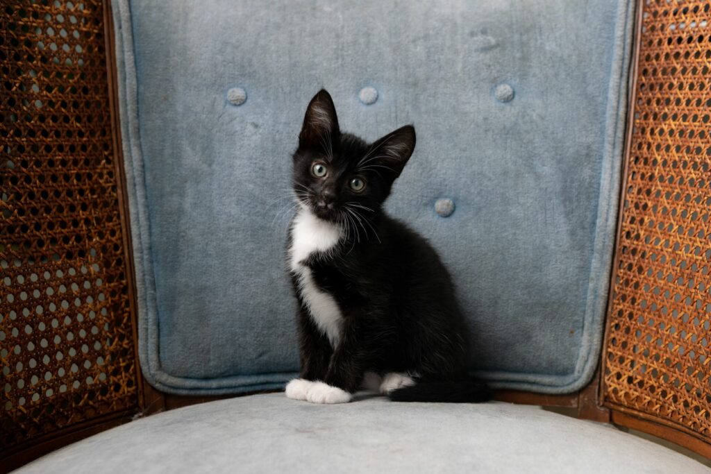 Tuxedo-kitten