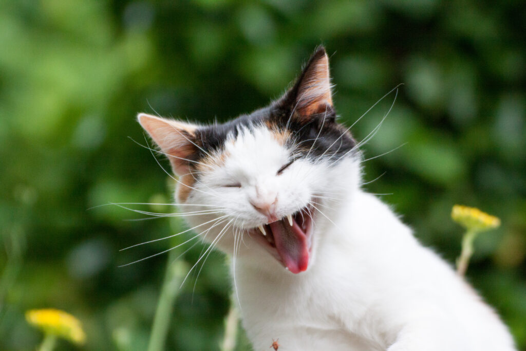 uitsterven betrouwbaarheid Nog steeds Tandsteen bij katten: symptomen en behandeling | zooplus magazine