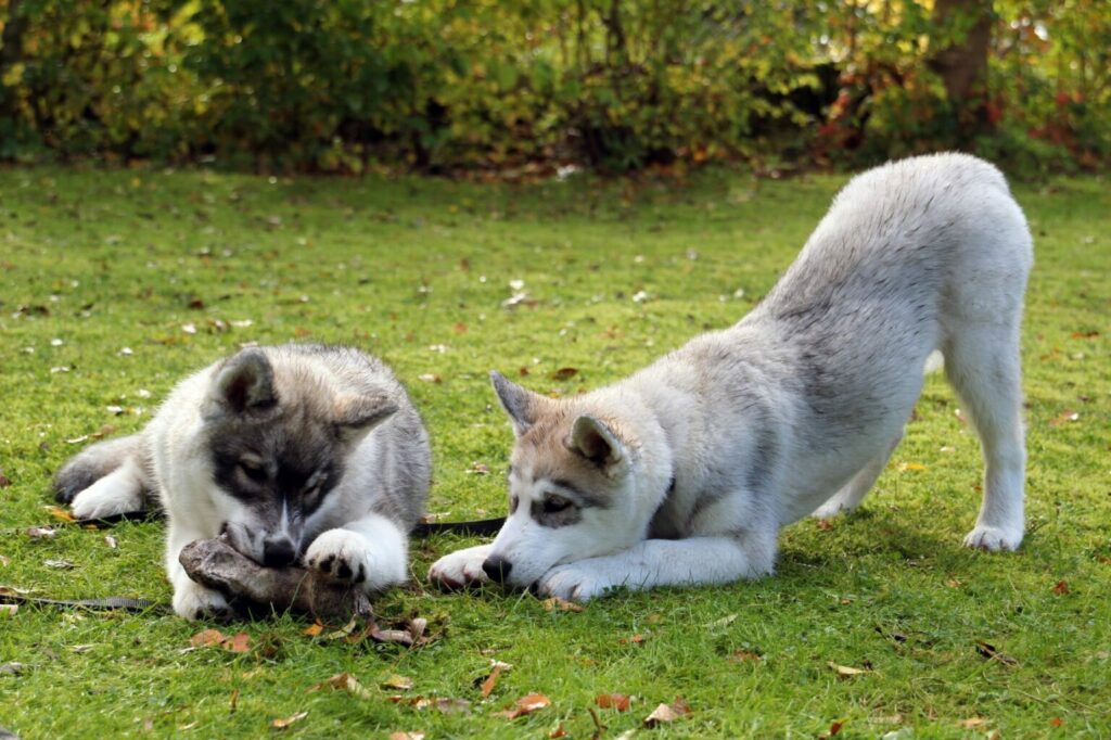 Puppy’s kauwen op een wortel bij het tanden wisselen puppy's kauwen tandenwissel