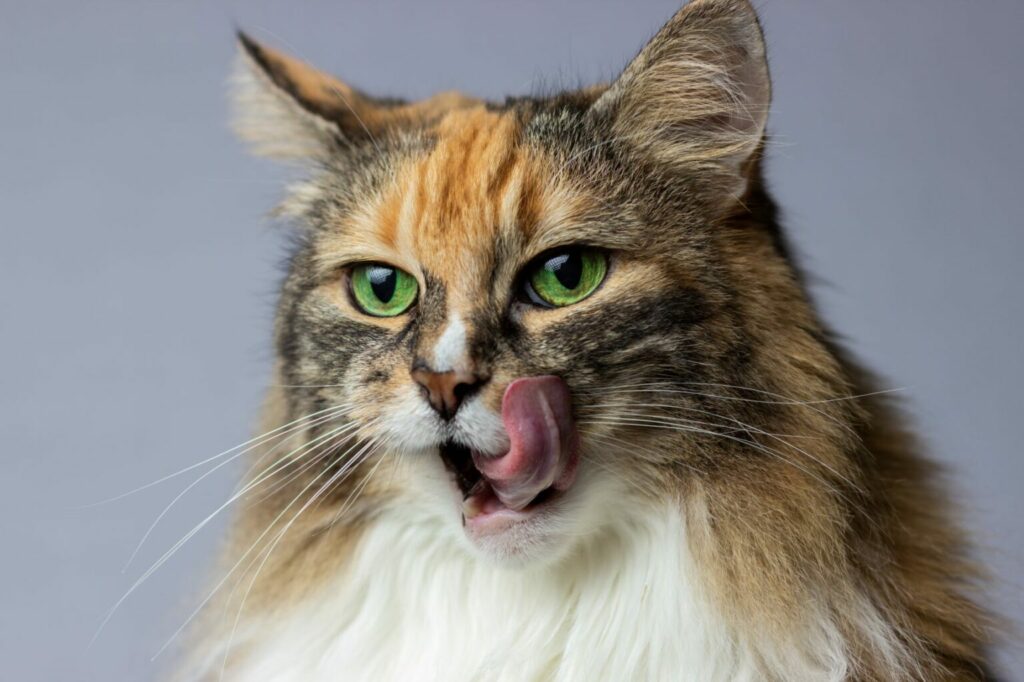 Kat likt Kat tong