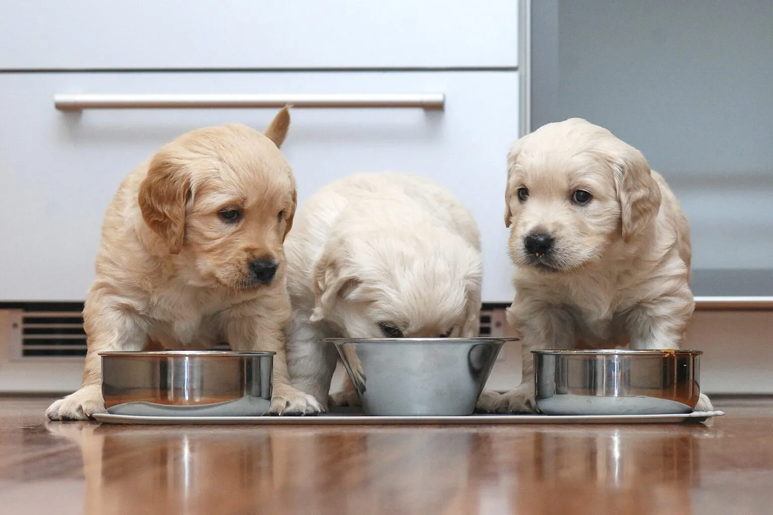 Drie puppy's bij voerbak