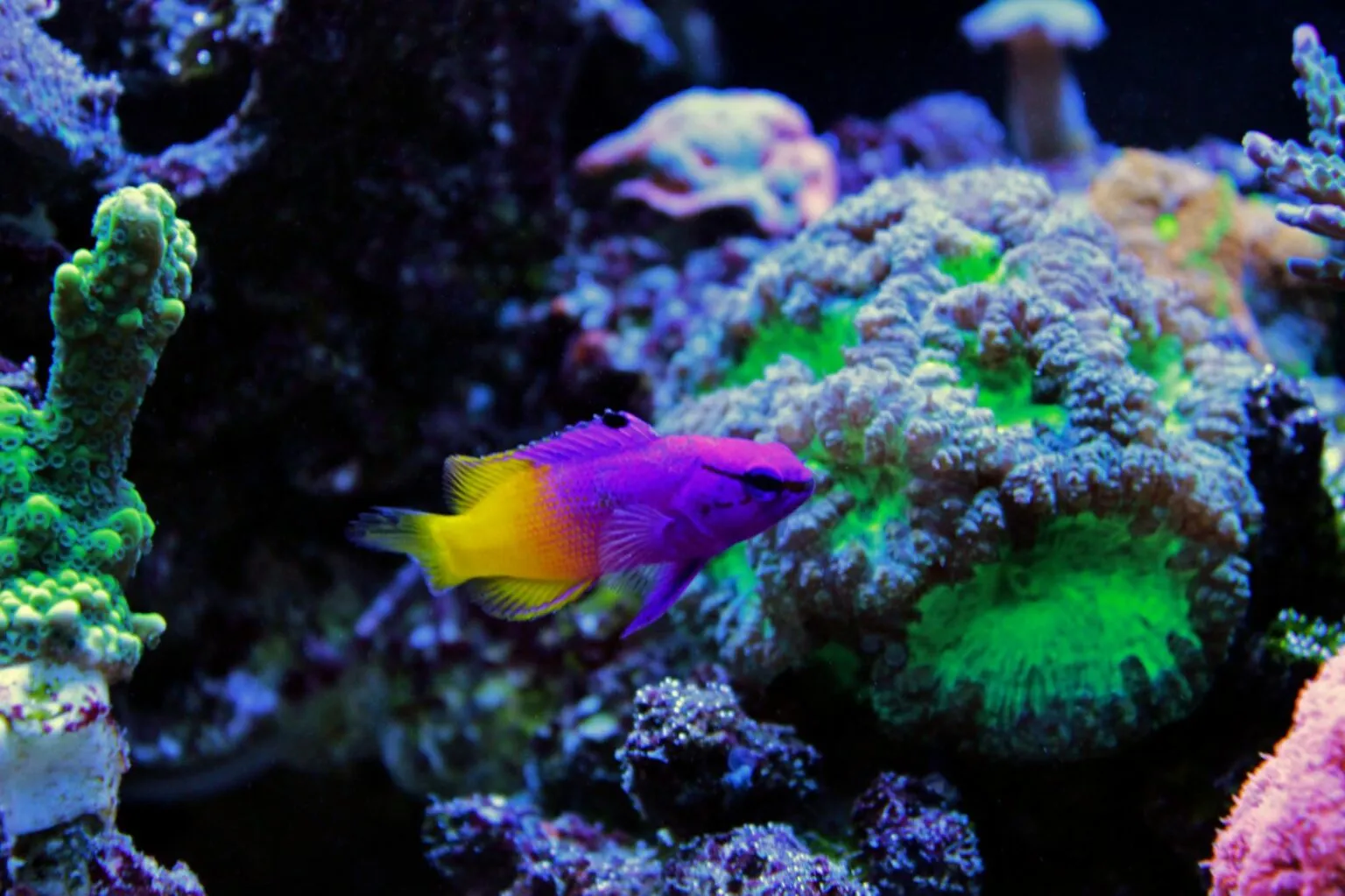 Een Gramma Loreto zwemt in een aquarium Gramma Loreto