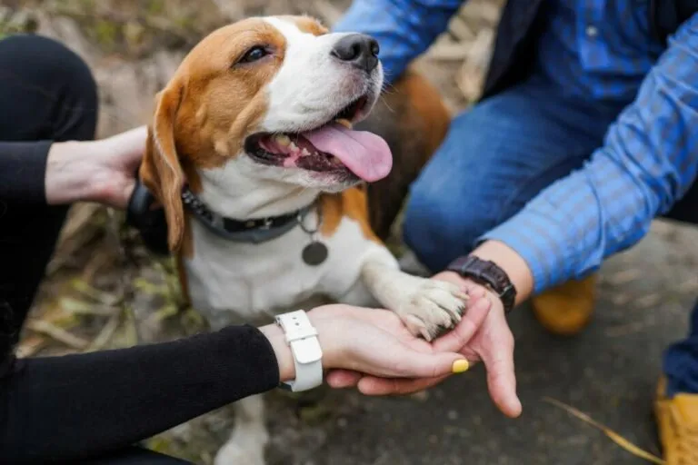 Hond Beagle baasjes