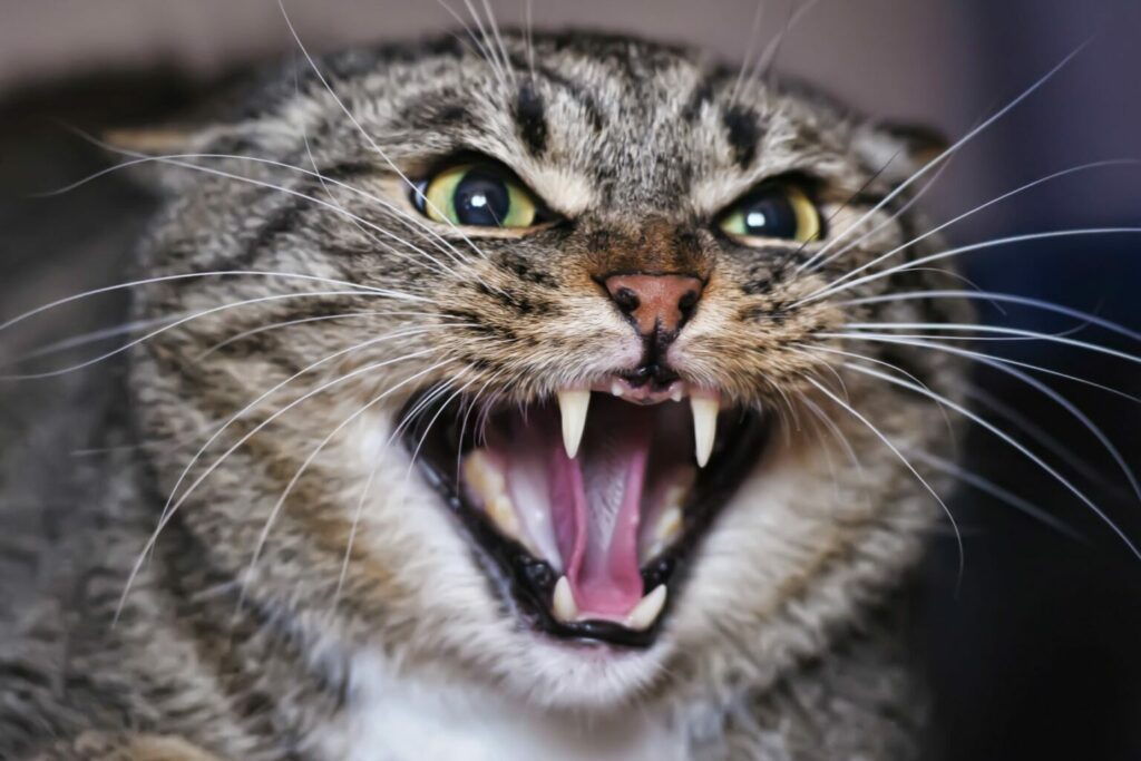 Vakman Me Veeg Betekenis van kattengeluiden: miauwen, spinnen etc | zooplus Magazine