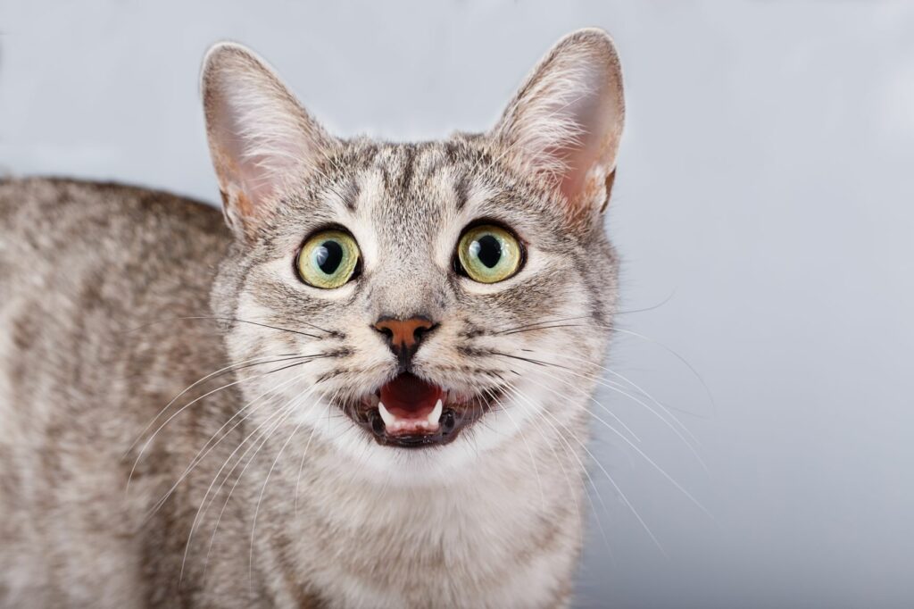 steenkool Ongelofelijk voorspelling Betekenis van kattengeluiden: miauwen, spinnen etc | zooplus Magazine steenkool Ongelofelijk voorspelling Betekenis van kattengeluiden: miauwen, spinnen etc | zooplus Magazine
