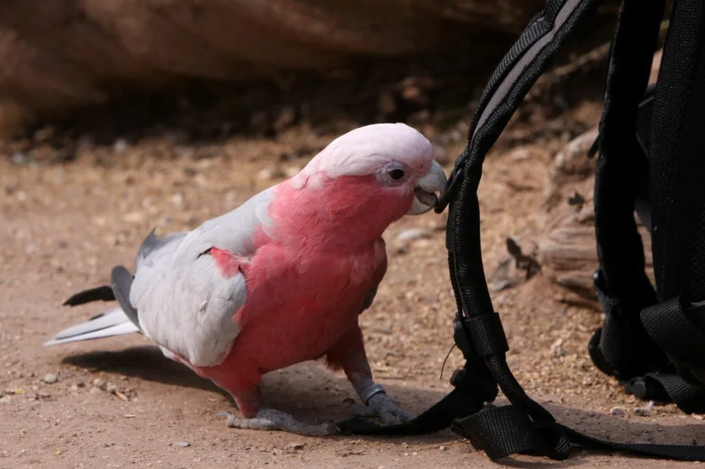 Roze Kaketoe Roze Kaketoe