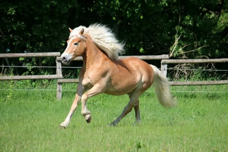 een bruine pony rent in een wei bruine pony rent in wei
