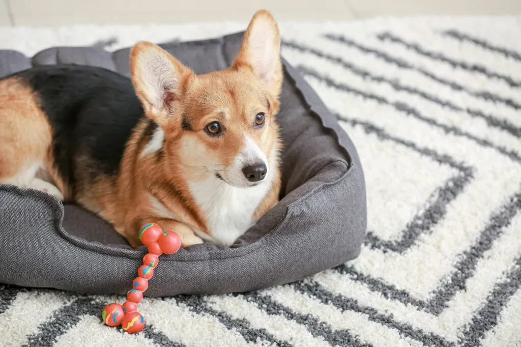 corgi op hondenbed