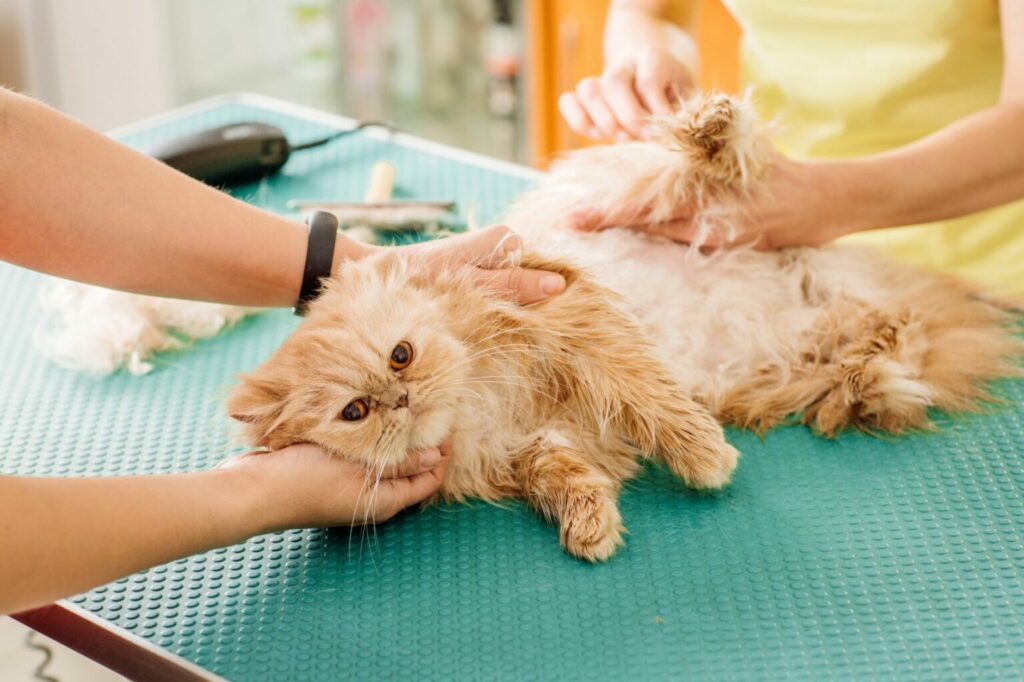 dierenarts controleert vacht kat