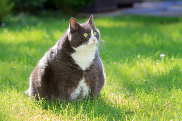 dikke kat op gras dikke kat op gras