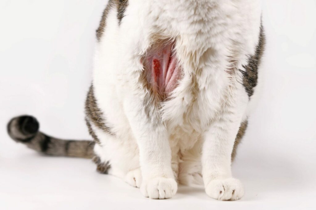 Een kale en ontstoken plek in de vacht van een kat kale ontstoken plek kat