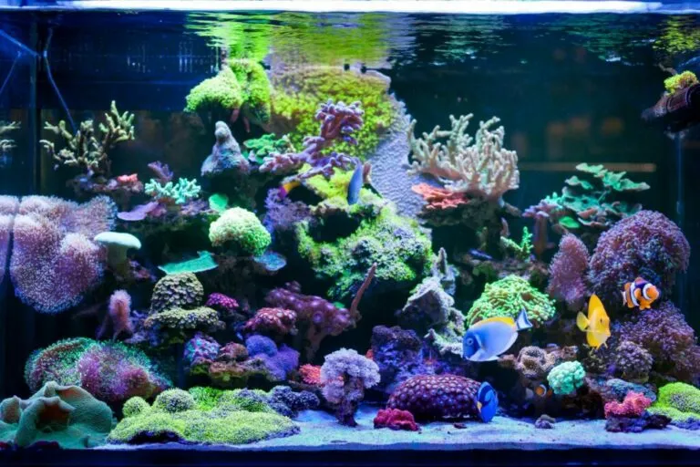 Een kleurrijk aquarium met veel vissen kleurrijk aquarium veel vissen