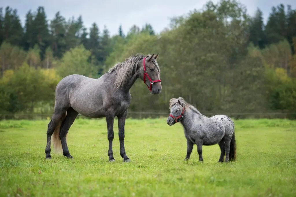 Een groot grijs paard en grijze pony in de wij pony en groot paard