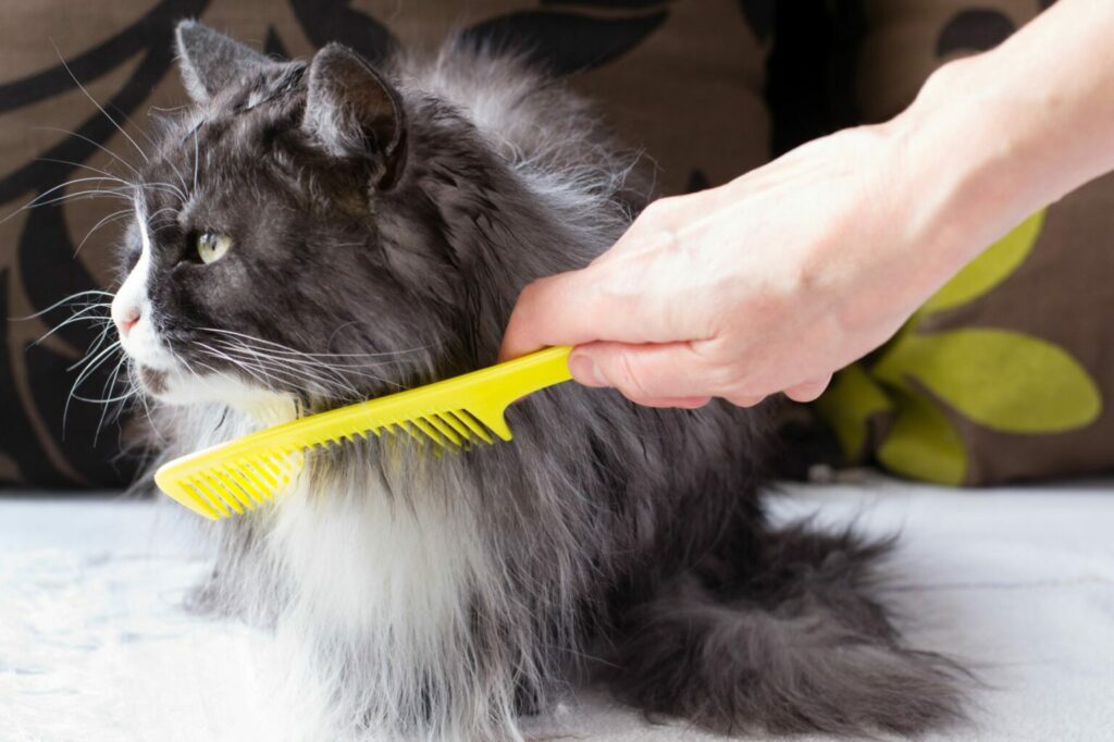 vachtverzorging met kam vachtverzorging kat kam