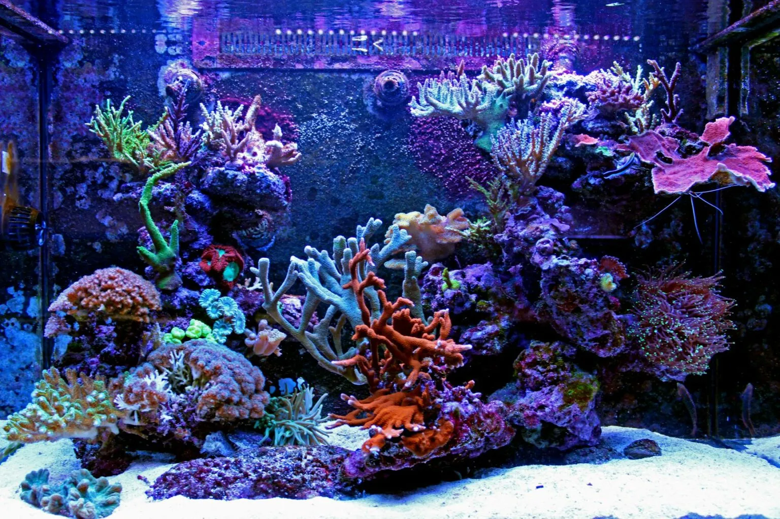 Een zoutwateraquarium met koraal maar zonder vissen Zoutwateraquarium koraal