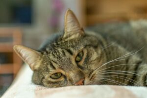 Depressie bij katten: oorzaken, symptomen en behandeling