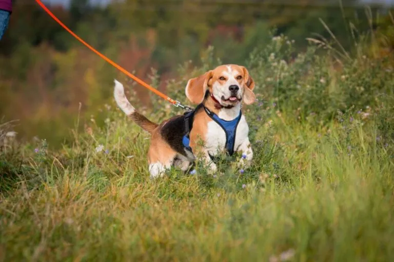 Beagle mantrailing wei