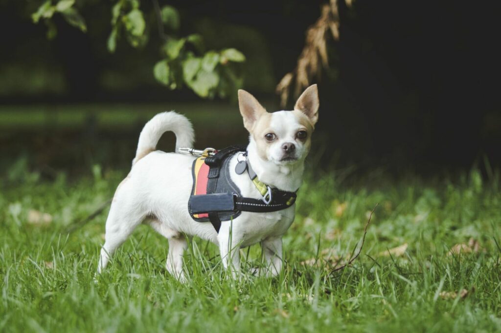 Chihuahua met hondentuigje voor mantrailing Chihuahua met hondentuigje mantrailing