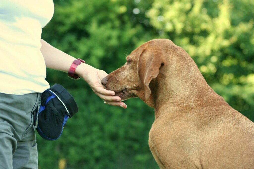 Hond krijgt een beloning na mantrailing Hond beloning mantrailing