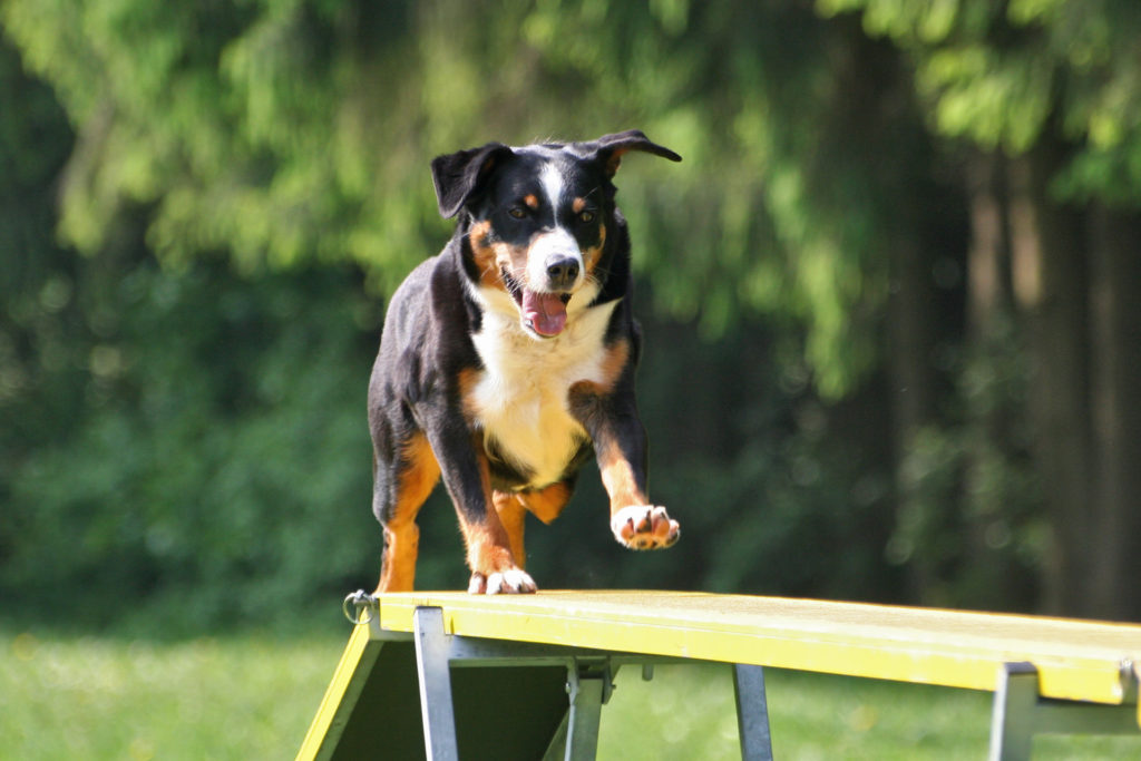 Appenzeller Sennenhond schans loopplank