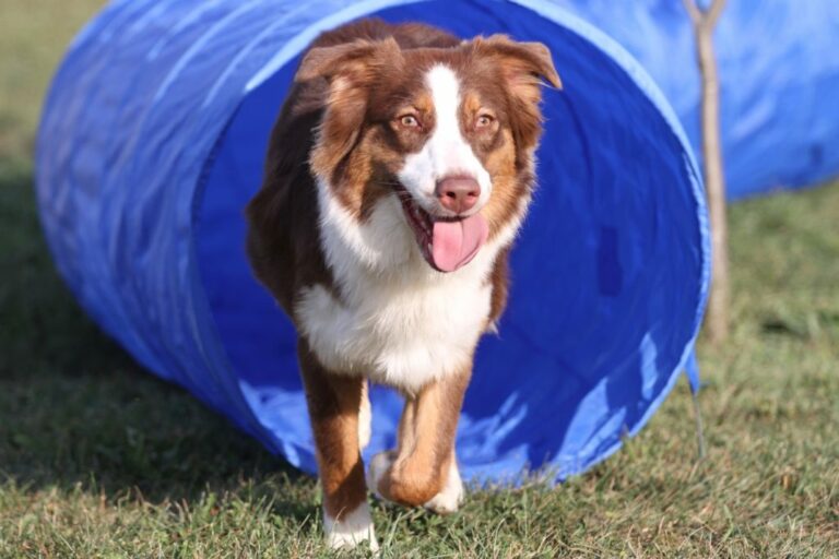 Border Collie tunnel