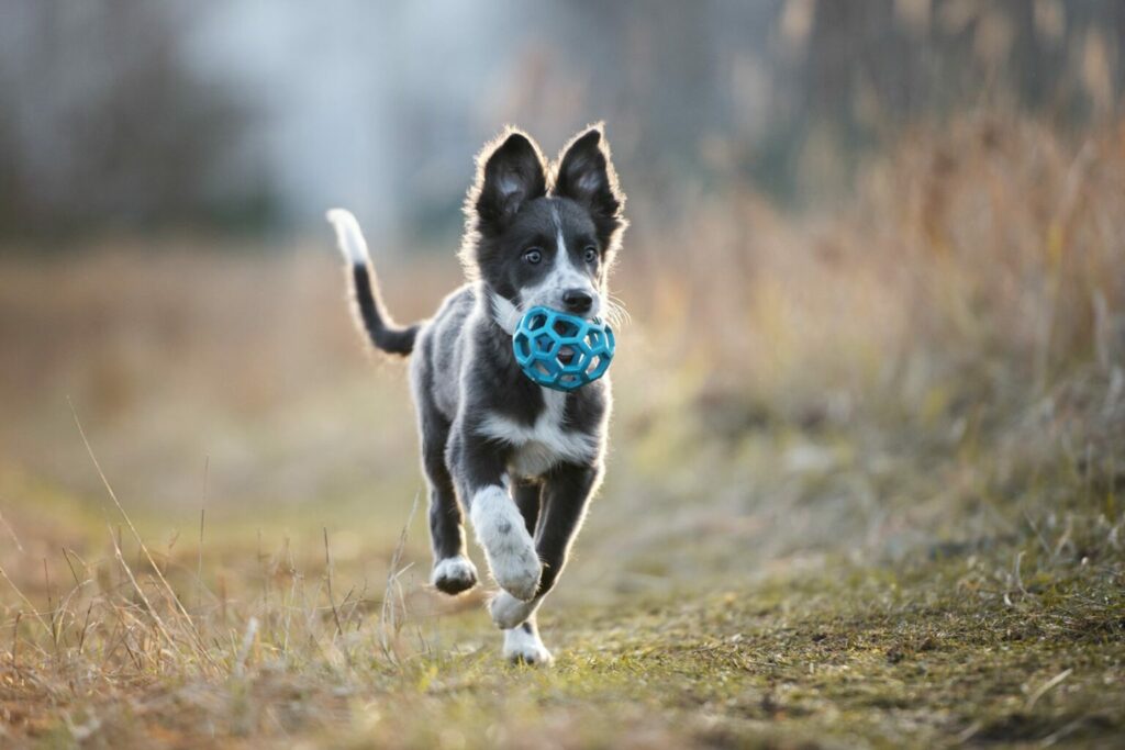 Hond speelgoed veld