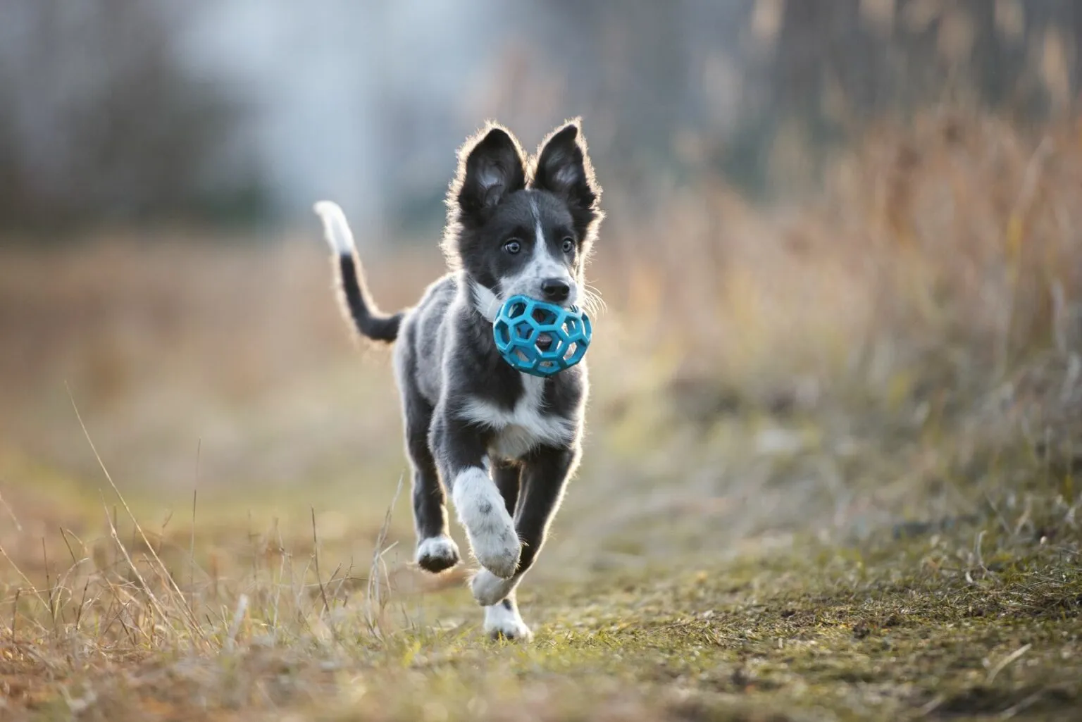 Hond speelgoed veld
