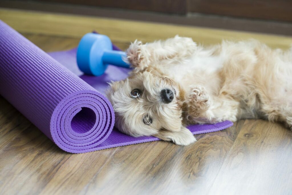 hond ligt op fitnessmat hond ligt op fitnessmat