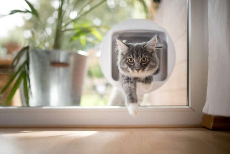 kat gaat door kattenluik in glas