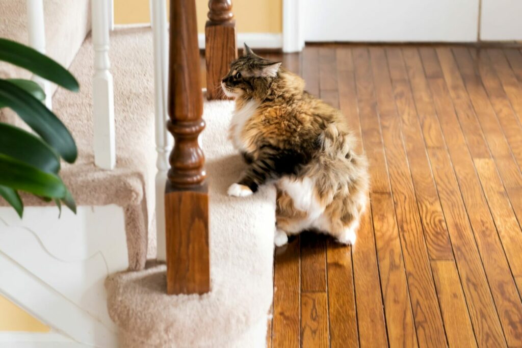kat gaat trap op kat gaat trap op