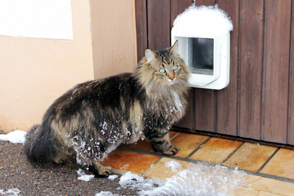 kat in winter voor kattenluik kat in winter voor kattenluik