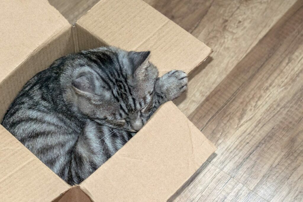 Een kat slaapt in een kartonnen doos Kat slaapt in doos