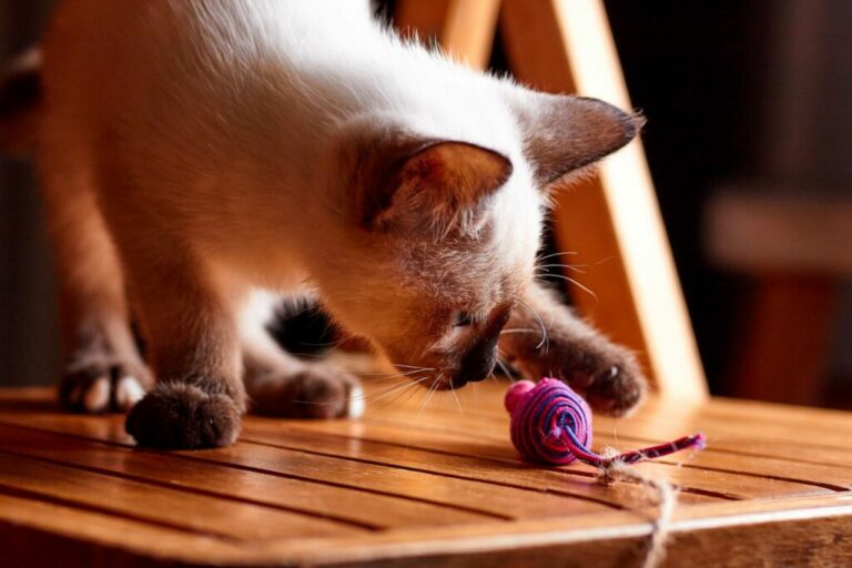 kat speelt met speelgoedmuis