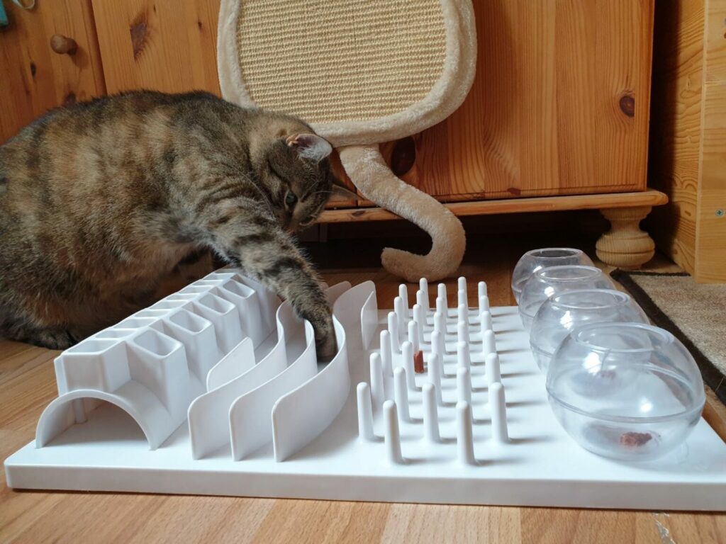 kat verdient snoepjes kat verdient snoepjes door sport