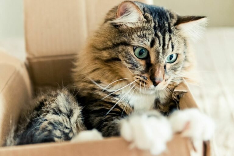 Een kat zit in een kartonnen doos Kat zit in doos