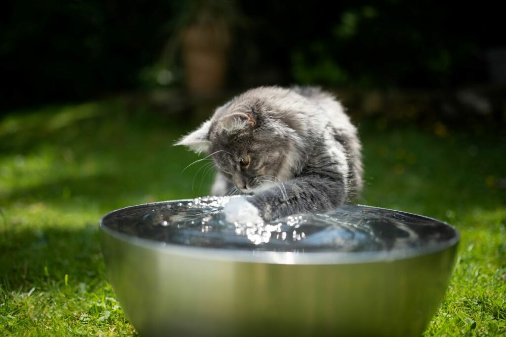 Kat speelt met water Kat speelt met water